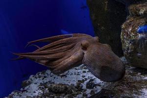 natación pulpo bajo el agua primer plano retrato foto