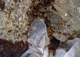 cangrejo comer plástico contaminación medio ambiente mar en peligro foto