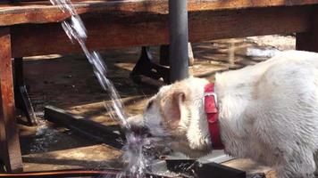 cheerful dog Labrador plays with water video