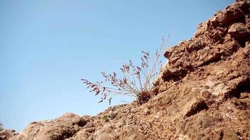 la planta crece a través de las rocas video