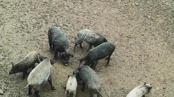 um grupo de javalis com porcos jovens procurando comida na floresta. um grande rebanho de porcos selvagens de todas as idades na floresta. video