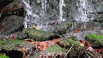 se av en små vattenfall flöden på en sten vägg runt om med en grön bakgrund av mossa och löv. närbild av en spray av en vattenfall, vår vatten falls på de rocks. video