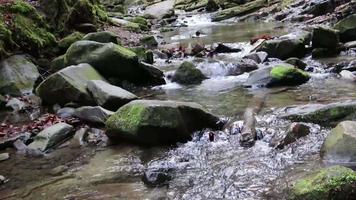 A stream of wonderful freshwater rapids, a river flows. Wild mountain river close-up plentiful clean stream. Static shot of stone boulders and spray of water. Ukraine, Carpathians. 4K frames. video