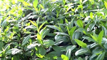 close-up de folhas verdes, galhos de um arbusto de buxo decorativo em um dia ensolarado e ventoso. fundo floral verde, textura floral. cultivo de buxo perene para venda no leshoz. video