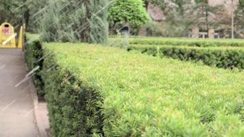 impianto di irrigazione del prato funzionante in un parco verde. spruzzando il prato con acqua quando fa caldo. spruzzatore automatico. la testa dell'irrigatore di irrigazione automatica che innaffia il prato. giardino intelligente. video