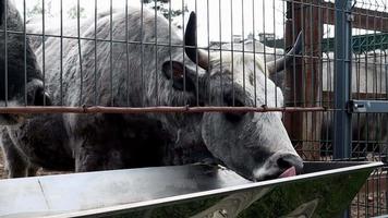 vacas cinzentas húngaras e ucranianas na fazenda. raça aborígine de gado para produção de carne e leite. criado por seleção e seleção de gado de estepe cinza criado nos países do sul da europa. video