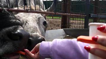 Hongaars en oekraïens grijs koeien Aan de boerderij. aboriginal ras van vee voor vlees en zuivel productie. gefokt door selectie en selectie van grijs steppe vee gefokt in de landen van zuidelijk Europa. video