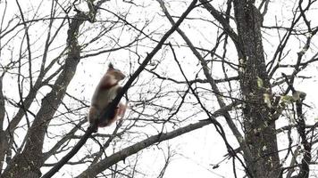 vermelho, esquilo vermelho em uma árvore no parque à procura de comida no meio ambiente, vida selvagem. video