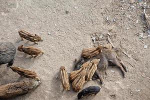 peste porcina jabalí en la ciudad de génova río bisagno fauna urbana buscando comida en la basura y descansando foto