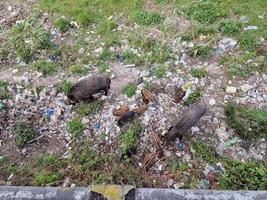 peste porcina jabalí en la ciudad de génova río bisagno vida silvestre urbana buscando comida en la basura y descansando foto