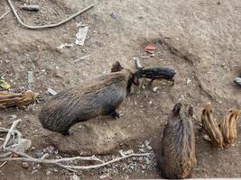 swine fever wild boar in Genoa town Bisagno river urban wildlife looking for food in garbage and resting photo