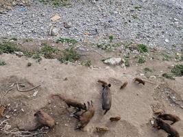 swine fever wild boar in Genoa town Bisagno river urban wildlife looking for food in garbage and resting photo