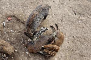 swine fever wild boar in Genoa town Bisagno river urban wildlife looking for food in garbage and resting photo