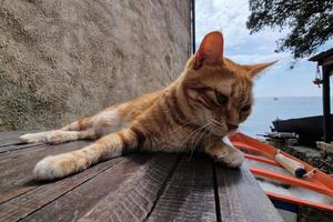 cat outside san fruttuoso tavern photo