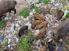 swine fever wild boar in Genoa town Bisagno river urban wildlife looking for food in garbage and resting photo