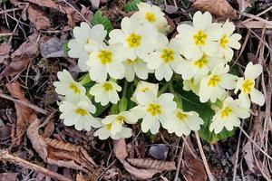 flor de prímula a principios de la primavera foto