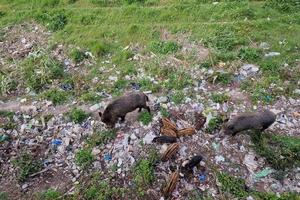 swine fever wild boar in Genoa town Bisagno river urban wildlife looking for food in garbage and resting photo