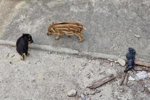 swine fever wild boar in Genoa town Bisagno river urban wildlife looking for food in garbage and resting photo