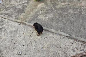 peste porcina jabalí en la ciudad de génova río bisagno vida silvestre urbana buscando comida en la basura y descansando foto