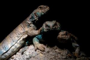 Ornate mastigure african lizard portrait photo