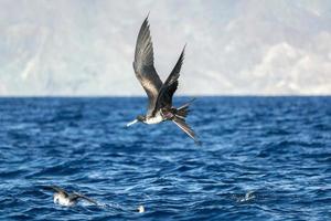 pájaro fragata mientras lucha por una captura de pescado foto