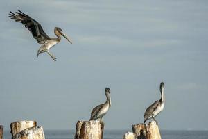 Pelican while flying before landing photo