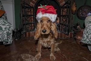 adorable Santa dressed puppy dog christmas xmas photo