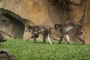 mangabey monkey ape mother and son photo