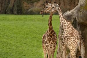 two giraffe together one fonny portrait with tongue out photo