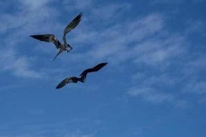 Frigate bird while fighting for a fish catch photo