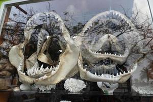 Shark Jaws for sale in shop photo