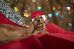 adorable Santa dressed puppy dog christmas xmas photo