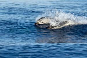 striped Dolphins while jumping in the deep blue sea photo