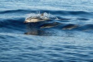 striped Dolphins while jumping in the deep blue sea photo