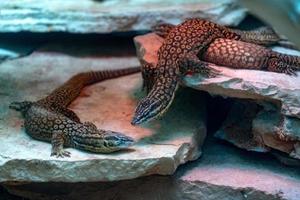 Varanus acanthurus asian lizard photo