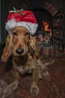 adorable Santa dressed puppy dog christmas xmas photo