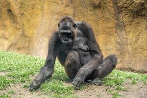 Gorilla ape mopnkey mammal portrait photo