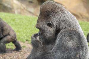 Silverback gorilla male ape monkey portrait photo