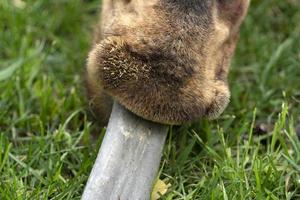 Giraffe tongue close up photo