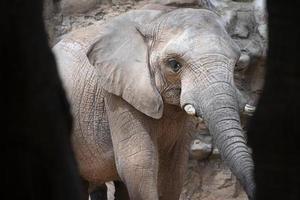 Elphant portrait from hidden place while hiding inside a cave photo