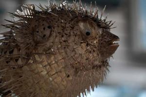 puffer fish for sale in a shop photo