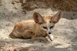 Fennec desert fox portrait photo