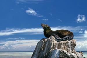 sea lion on a rock photo