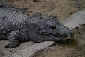 gran cocodrilo enorme después del almuerzo foto