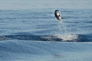 striped Dolphins while jumping in the deep blue sea photo