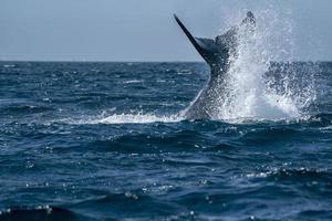 newborn baby calf humpback whale in cabo san lucas tail slapping photo