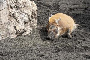 Red river hog pig relaxing photo