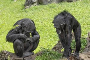 Chimpanzee ape monkey close up photo