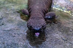 Beaded lizard close up portrait photo