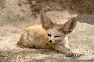 Fennec desert fox portrait photo